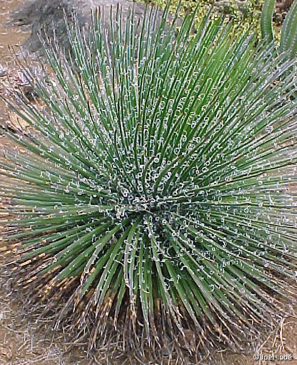 Agave geminiflora ©JL144